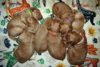 Goldendoodle Puppies for sale in Crestline, OH, USA. price: $1,200