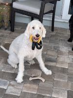 Goldendoodle Puppies for sale in Bradenton, Florida. price: NA