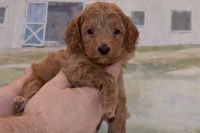 Goldendoodle Puppies for sale in Social Circle, GA 30025, USA. price: $1,800