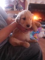 Goldendoodle Puppies for sale in Taylorsville, North Carolina. price: $800