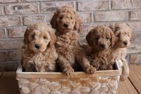 Goldendoodle Puppies for sale in Rossville, Indiana. price: $600