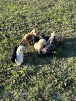 Goldendoodle Puppies for sale in Morse, Louisiana. price: $2,300
