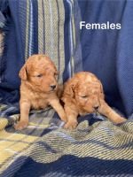 Goldendoodle Puppies for sale in Winchester, Virginia. price: $2,500