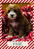 Goldendoodle Puppies for sale in Chicago, Illinois. price: NA