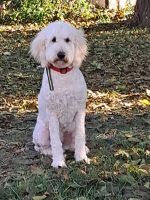 Goldendoodle Puppies for sale in Dayton, Ohio. price: $450