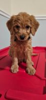 Goldendoodle Puppies for sale in High Point, North Carolina. price: $500
