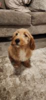 Goldendoodle Puppies for sale in Poughkeepsie, NY 12603, USA. price: NA
