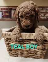 Goldendoodle Puppies for sale in Hastings, Pennsylvania. price: $1,200