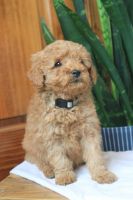 Goldendoodle Puppies for sale in Winchester, Virginia. price: $2,000