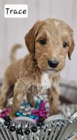 Goldendoodle Puppies for sale in Tyler, Texas. price: NA