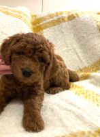 Goldendoodle Puppies for sale in Troutman, NC, USA. price: $900