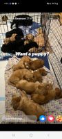 Goldendoodle Puppies for sale in Edgewood, Washington. price: $400