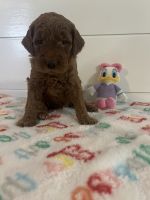 Goldendoodle Puppies for sale in Lake Charles, Louisiana. price: NA