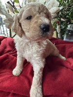 Goldendoodle Puppies for sale in Ephrata, PA 17522, USA. price: $750