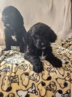 Goldendoodle Puppies for sale in Fort Wayne, Indiana. price: $1,100