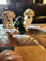 Goldendoodle Puppies for sale in Arlington, Texas. price: $1,800