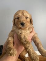 Goldendoodle Puppies for sale in West Jefferson, North Carolina. price: $1,500