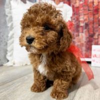 Goldendoodle Puppies for sale in Los Angeles, California. price: $1,350