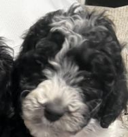 Goldendoodle Puppies for sale in Granger, Indiana. price: $500