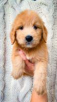 Goldendoodle Puppies for sale in Miami Shores, Florida. price: $1,800