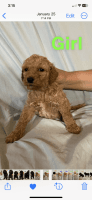 Goldendoodle Puppies for sale in Booneville, Mississippi. price: $800
