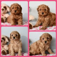 Cavapoo Puppies for sale in Los Angeles, California. price: $1,350