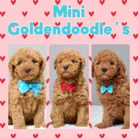Goldendoodle Puppies for sale in West Covina, California. price: $1,350