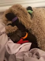 Goldendoodle Puppies for sale in Colonial Heights, Virginia. price: $1,300