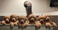 Goldendoodle Puppies for sale in Kingsville, Ohio. price: $1,000