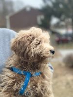 Goldendoodle Puppies for sale in Cumberland, RI 02864, USA. price: $1,100