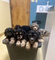 Goldendoodle Puppies for sale in Greens Fork, Indiana. price: $800