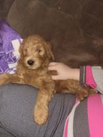 Goldendoodle Puppies for sale in Independence, Missouri. price: $1,250