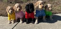 Goldendoodle Puppies for sale in Dothan, Alabama. price: $1,200