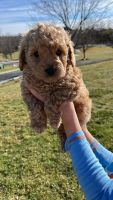 Goldendoodle Puppies for sale in Millstone, NJ, USA. price: $1,800