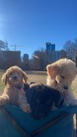 Goldendoodle Puppies for sale in Atlanta, Georgia. price: $1,000