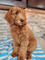 Goldendoodle Puppies for sale in Rapid City, South Dakota. price: $1,500