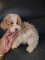 Goldendoodle Puppies for sale in Steger, Illinois. price: $1,500