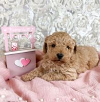 Goldendoodle Puppies for sale in Soddy-Daisy, Tennessee. price: $2,000