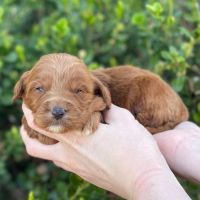 Goldendoodle Puppies for sale in Fort Worth, TX, USA. price: $1,700