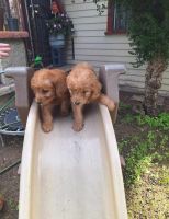 Goldendoodle Puppies for sale in Fresno, California. price: $950