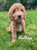 Goldendoodle Puppies for sale in Fresno, CA, USA. price: $1,000
