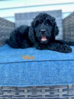 Goldendoodle Puppies for sale in Lodi, Wisconsin. price: $1,800
