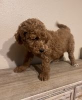 Goldendoodle Puppies for sale in Bartlett, Tennessee. price: $400