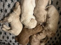 Goldendoodle Puppies for sale in Pflugerville, Texas. price: $2,500