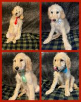 Goldendoodle Puppies for sale in Gulfport, Mississippi. price: $500