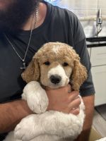 Goldendoodle Puppies for sale in Edgewater, Florida. price: $3,000
