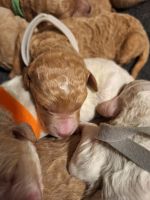 Goldendoodle Puppies for sale in Evans, Georgia. price: $10,001,200