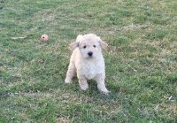 Goldendoodle Puppies for sale in Naperville, Illinois. price: $700