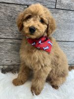 Goldendoodle Puppies for sale in Richmond, IL 60071, USA. price: $1,650