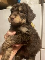 Goldendoodle Puppies for sale in Glasgow, Kentucky. price: $500